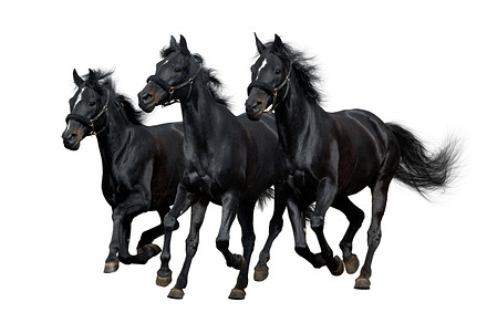 Three horses featuring animal, horse, and equestrian, an Animal Photo by Horses and Dogs