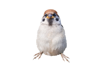 sparrow stands boldly and proudly, an Animal Photo by Pakosta