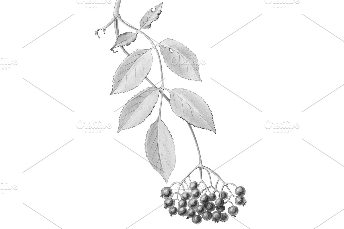 Elder Plant Botanical Illustration, an Illustration by Anna Repp Illustration (Photo 2 of 7)
