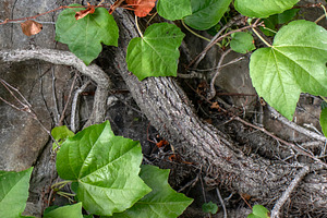 Parthenocissus tricuspidata on wall, a Nature Photo by Schreibikus