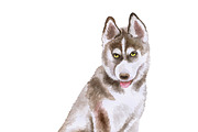 Watercolor Dogs Mega Big Bundle, an Illustration by Dneprstock (Thumbnail 38 of 60)