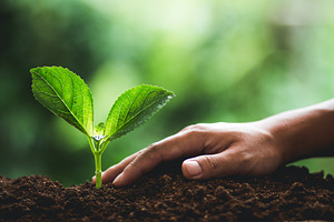 Plant tree containing agriculture, concept, and ecology