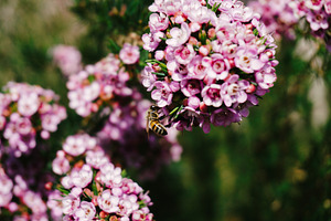 Bees in geraldton wax featuring bees, flowers, and geraldton wax