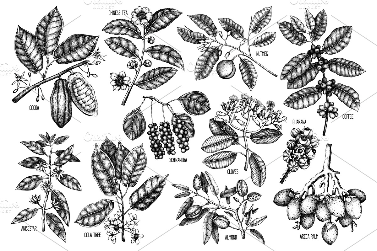Exotic plant and fruit sketches set, a Food Illustration by Yevheniia (Photo 3 of 11)