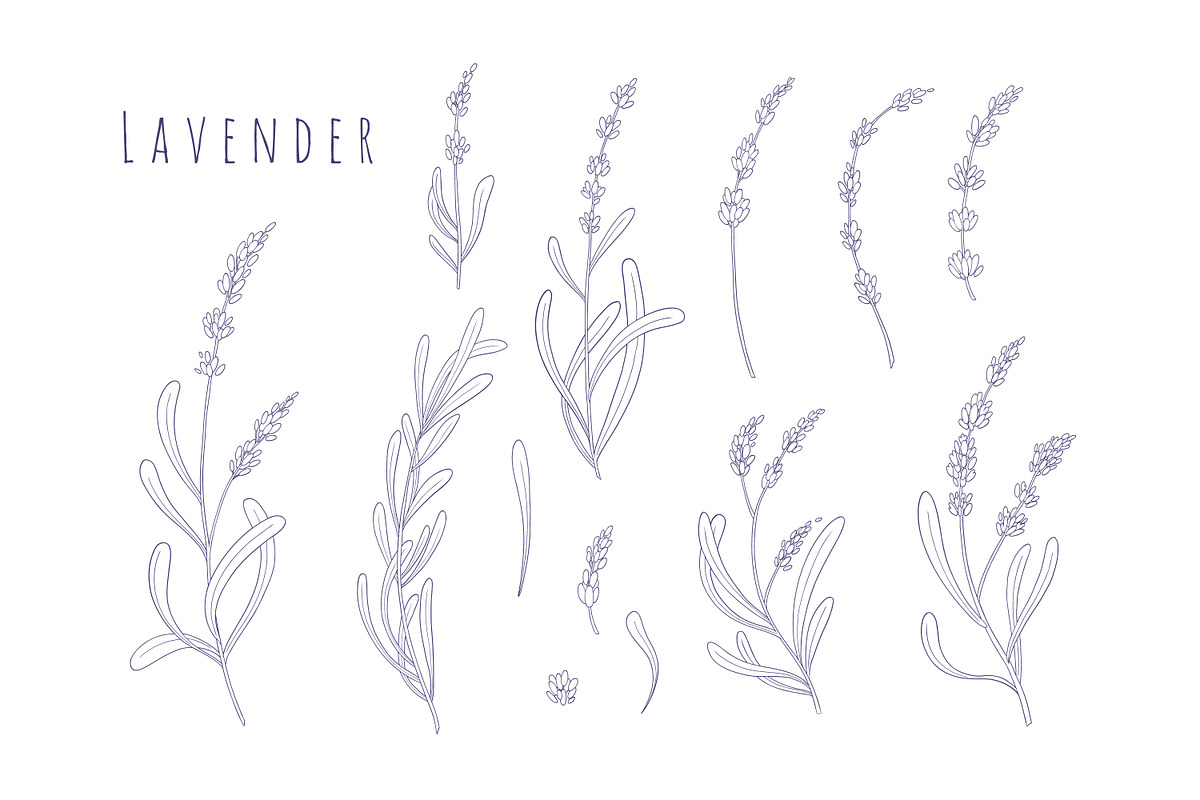 Lavender flowers herb set, a Healthcare Illustration by RoMashkaVector (Photo 2 of 2)