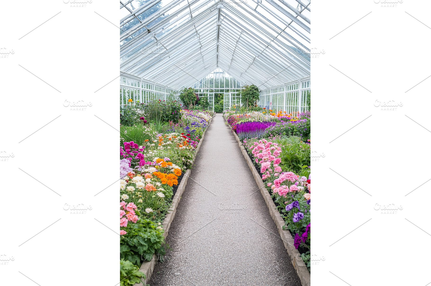 Vibrant flower pathway in botanical, a Nature Photo by Lermont51