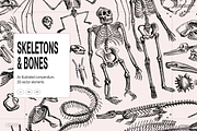 Skeletons & Bones, an Animal Illustration by Nomad Visuals (Thumbnail 1 of 15)