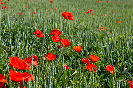 red poppies growing in an agricultural field with cereals, a Photo by MyPhotos