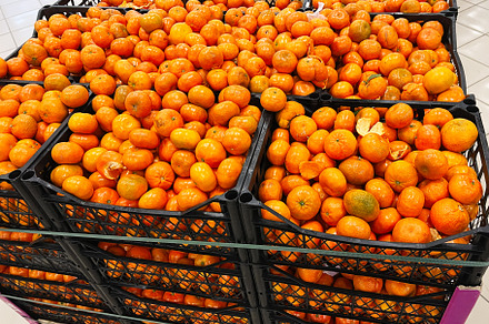 Fresh mandarins in black plastic crates displayed for sale in a supermarket, a Photo by AS photostudio