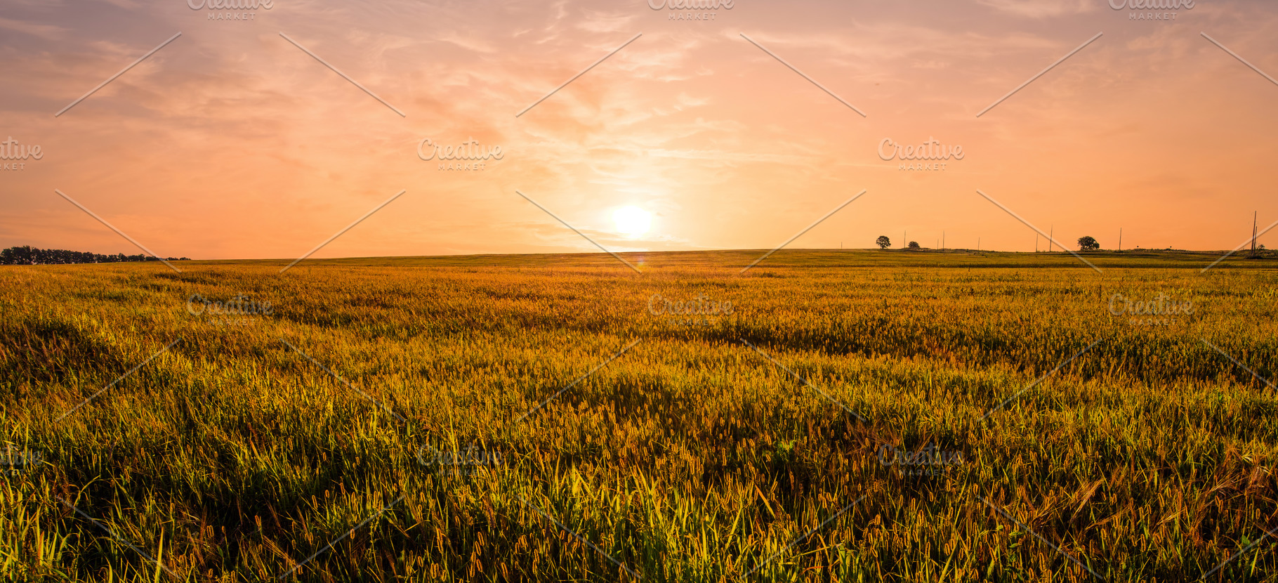Stunning summer sunrise over golden wheat field creating idyllic, a Nature Photo by Eugene_Photo