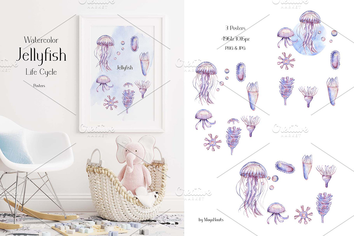 Watercolor Jellyfish Life Cycle Set, an Education Illustration by MayaNavits (Photo 2 of 6)