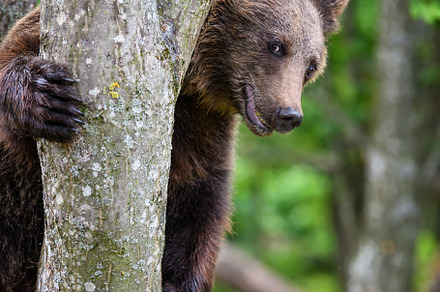 Wild Brown Bear (Ursus Arctos) on tree in the summer forest. Wil, a Background Photo by Byrdyak