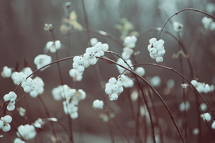 White berries, a Nature Photo by pictures for you