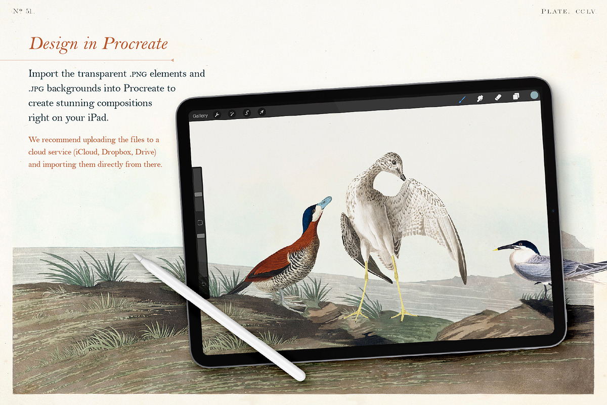 90 Vintage Birds of America, an Illustration by The Object Atlas (Photo 8 of 9)