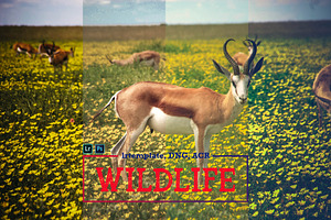 Wildlife Mobile LR And ACR Presets