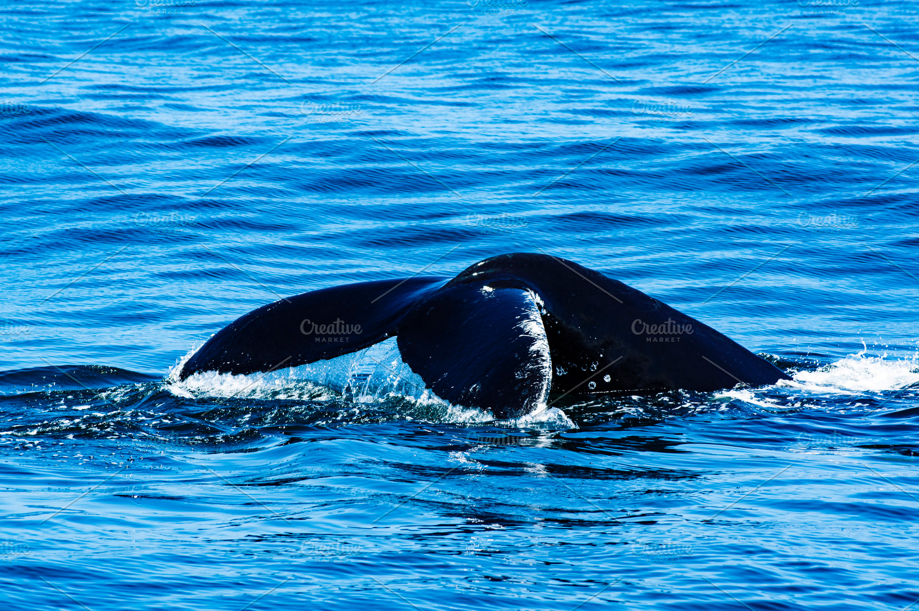 Tail of Humpback Whale, an Animal Photo by zhekos