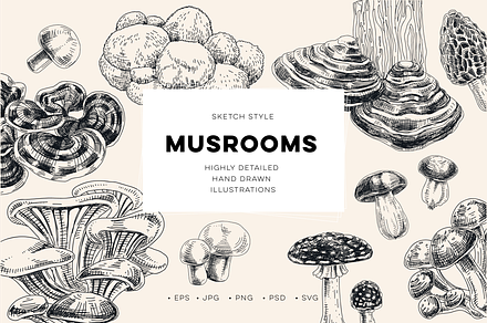 Sketch mushroom illustrations, an Object Illustration by Natalya Levish