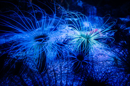 Sea anemone on a coral reef, an Animal Photo by GoodGoods