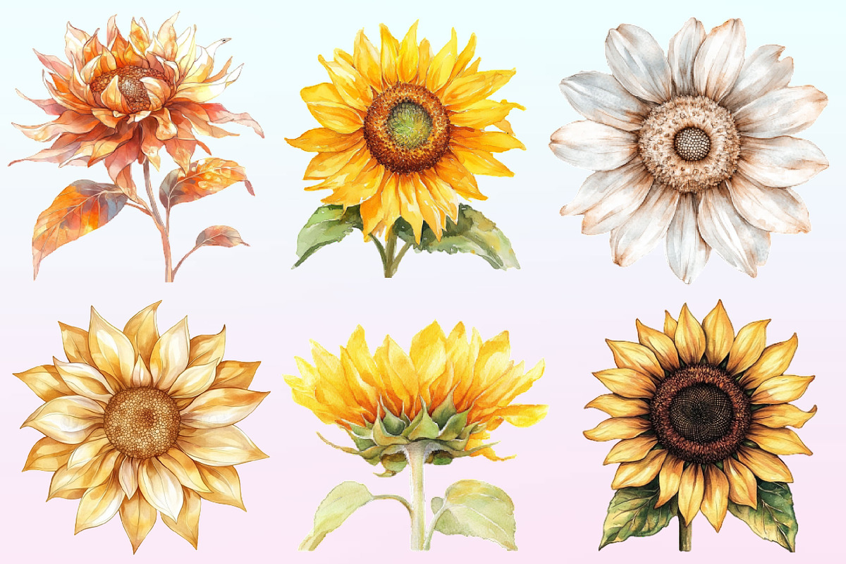 Watercolor Sunflower Clipart Bundle., a Graphic by CitraGraphics (Photo 2 of 4)