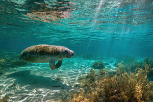 Swimming manatee in clear water, a Photo by Pavel_design