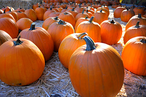Pumpkins glowing in sunlight