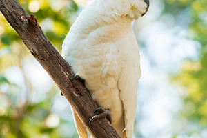 Sulphur-Crested Cockatoo Bird, a Photo by THP Creative