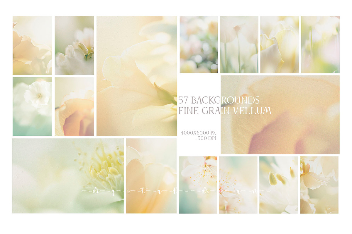Hazy Botanical Vellum Backgrounds, a Graphic by DigitalDream (Photo 3 of 9)