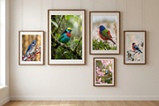 30 Songbirds Photo WallArt Printable, an Animal Photo by Image for Sale (Thumbnail 3 of 4)
