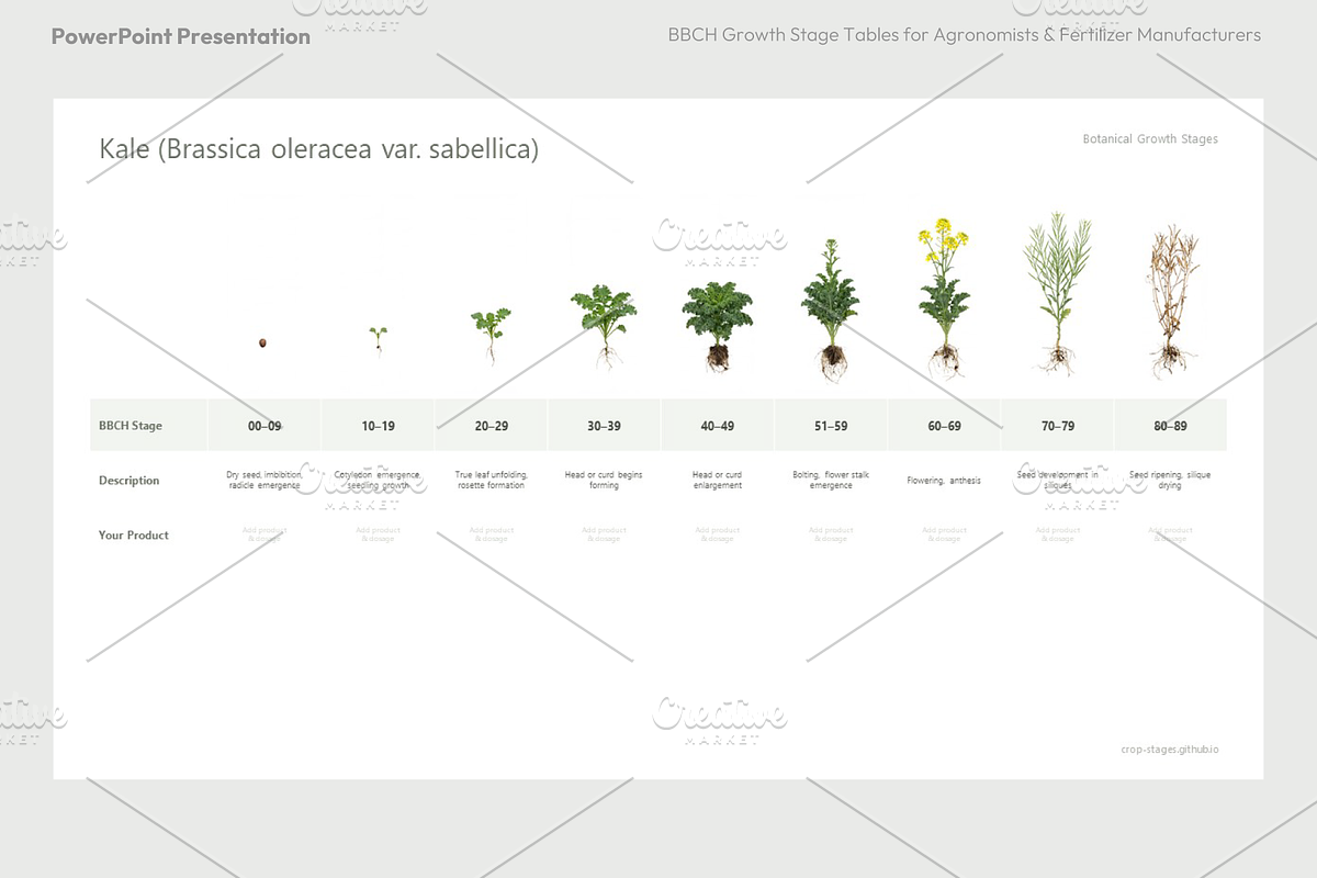 BBCH Growth Stages, Cabbages & Green, a Presentation Template by Ilia Design (Photo 6 of 10)