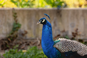 Blue Peacock in a Natural Setting wi, an Animal Photo by Perpis