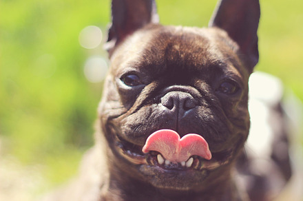 Fawn French Bulldog preview 4