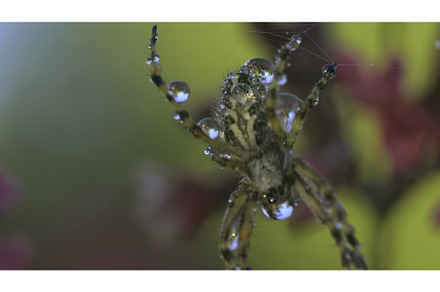Macro view of a small spider with, an Animal Photo by Media Whale Stock