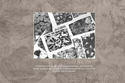 Shell Imprint textures, a Background Graphic by DigARTbyHavroshka (Thumbnail 8 of 12)