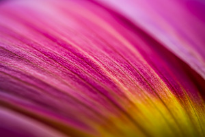 Macro close-up of a pink flower peta, a Nature Photo by professorinc