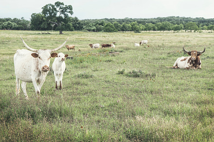 Longhorn with Calf