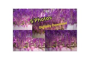 Purple Wisteria Flower Photo Bundle