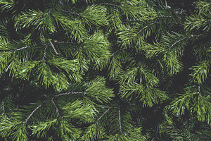 Fir tree branches featuring background, branch, and christmas