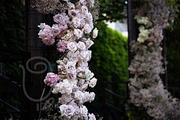 A Garden of Roses | Wedding, Events, a Nature Photo by Farewell (Thumbnail 10 of 41)
