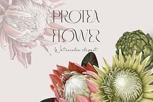 Watercolor Protea Clipart, Tropical