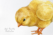 Watercolor easter chicken clipart, an Animal Illustration by yana.fefelova (Thumbnail 4 of 4)