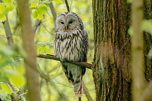 Ural owl Strix uralensis on branch, an Animal Photo by Fascinadora