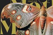 Moth and Butterflies, an Object Graphic by TheCuteShop (Thumbnail 3 of 9)