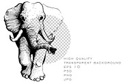 50 wild animals vector part 3, an Animal Illustration by AnastasiyaOleynik (Thumbnail 6 of 9)
