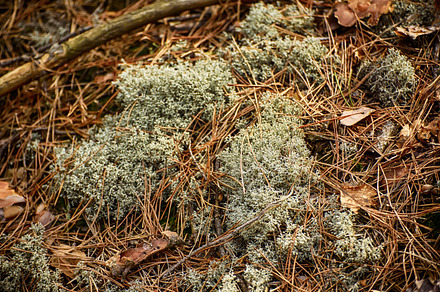 Abstract moss background containing background, forest, and lichen, an Abstract Photo by Nature and travel