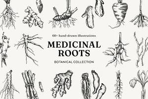 Medicinal Roots Illustrations Set