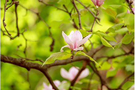 Magnolia spring flowers, a Nature Photo by Nature and travel