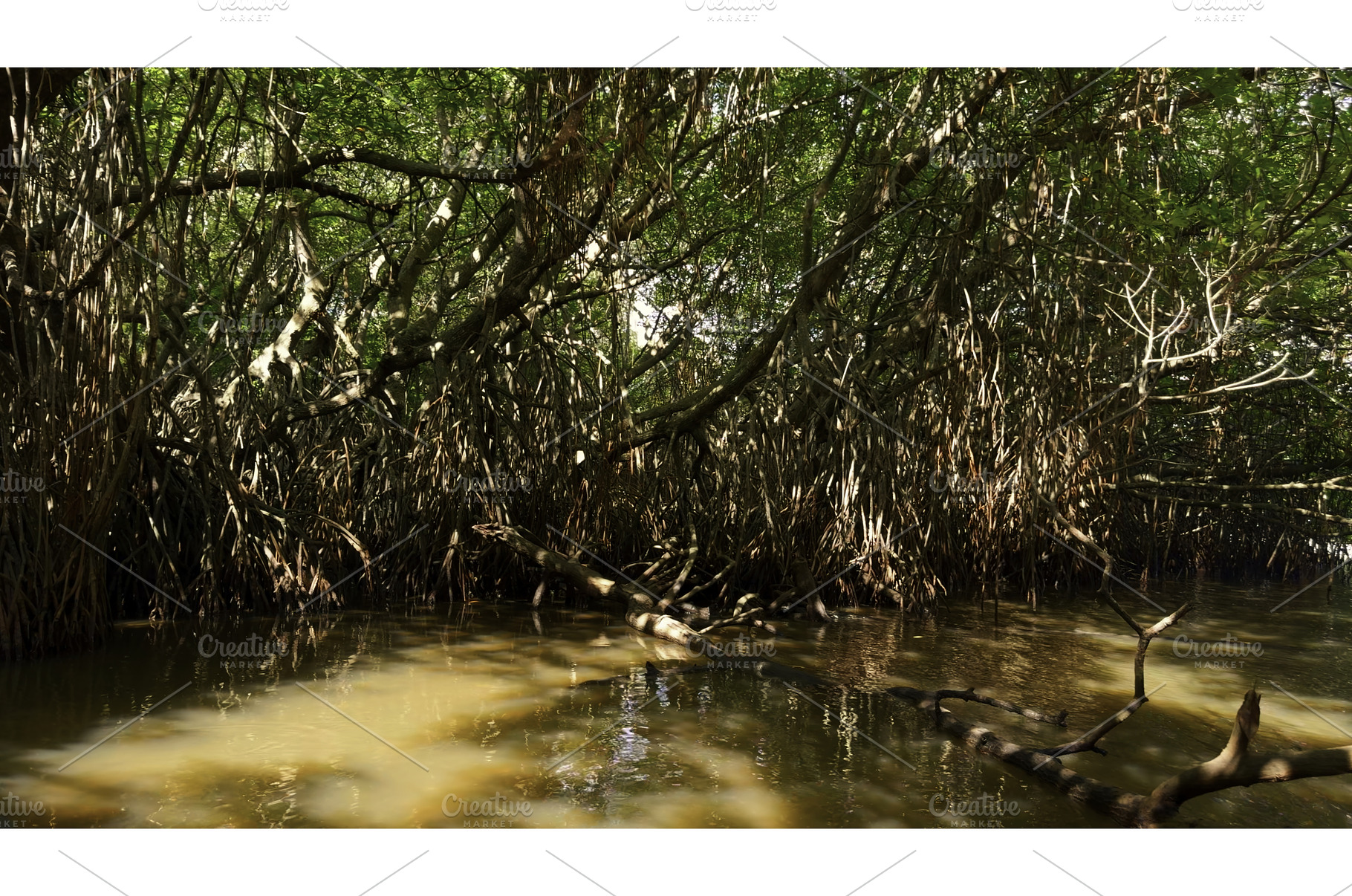 Beautiful tropical trees in swampy, a Nature Photo by Media Whale Stock