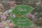 Petals Garden Collage Kit, an Object Graphic by Purple (Thumbnail 15 of 15)