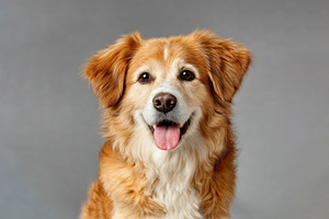 Smiling fluffy dog with golden and white fur sitting against gra, an Animal Photo by José Manuel Gelpi