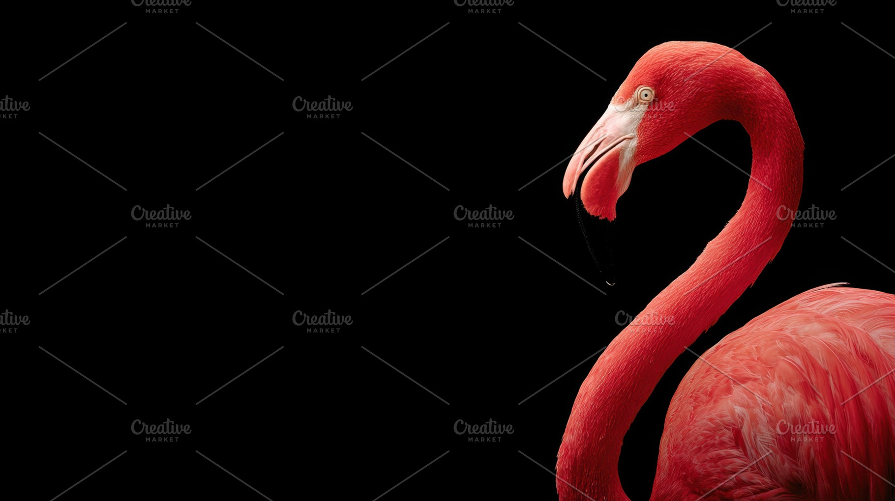 Flamingo on black backdrop, a Photo by Beautiful things